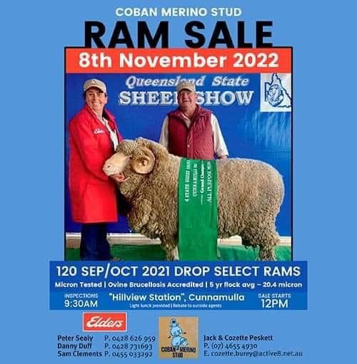 Cobar Merino Ram Sale