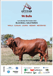 Blackall Bull Sale