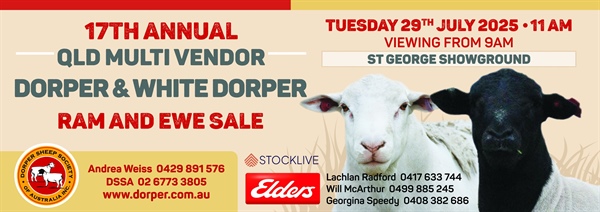 StG Dorper/WhiteDorper Ram Sale