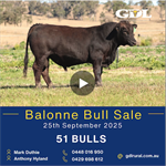 Balonne Bull Sale