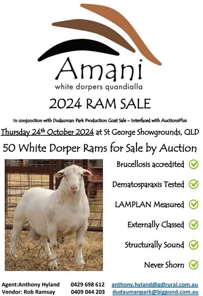 StG Amani Ram Sale