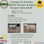 Roma Dorper Sale