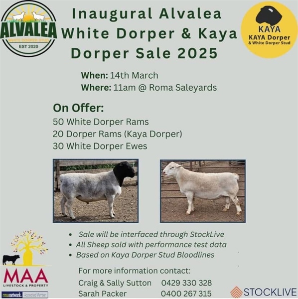 Roma Dorper Sale