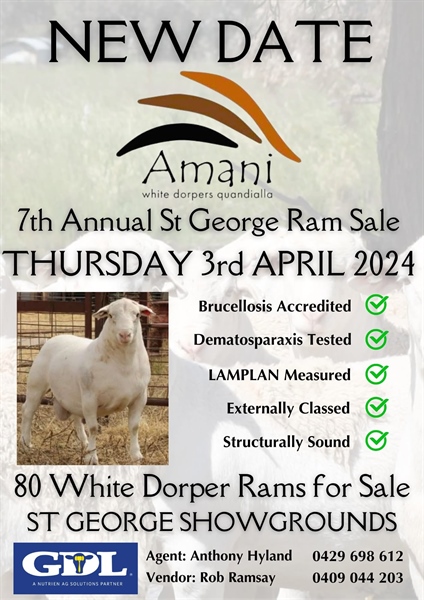 StG Amarni Dorper Ram Sale