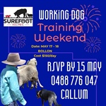 Bollon Working Dog Training