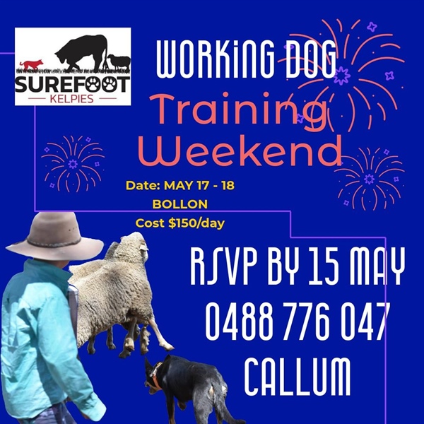 Bollon Working Dog Training