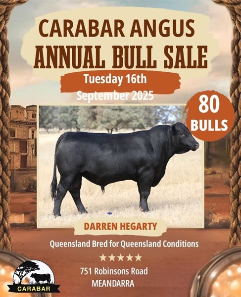 Meandarra Angus Bull Sale