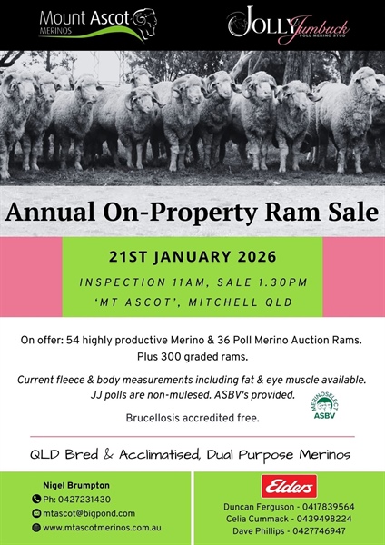Mitchell Mt Ascot Ram Sale