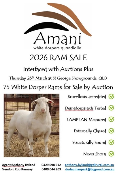 StG Amani Ram Sale