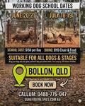 Bollon Dog School