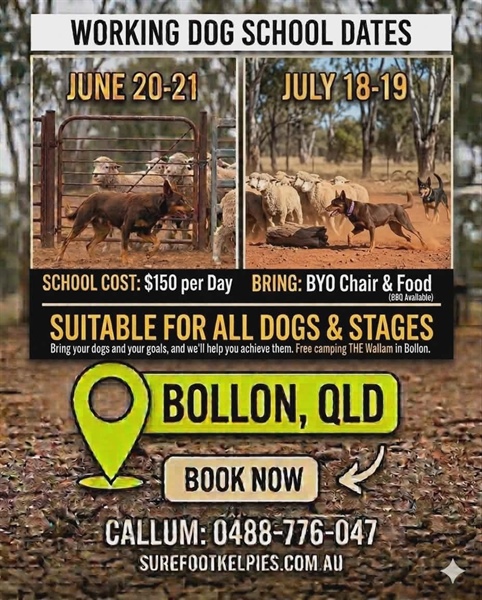 Bollon Dog School